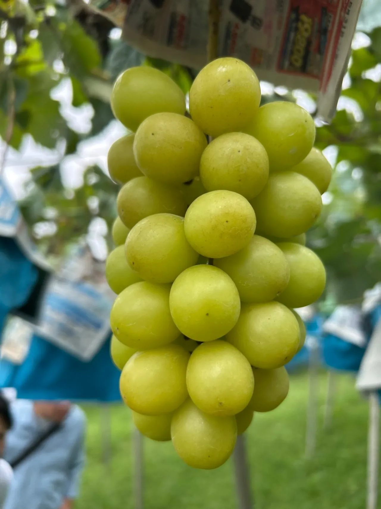 農薬不使用シャインマスカット2025（キセキの果実）1kg（Sサイズ）