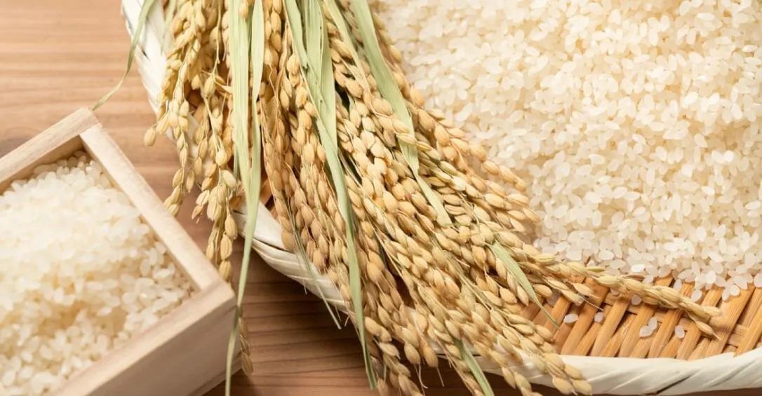 定期便　アースのお米　減農薬 白米５Kｇ　